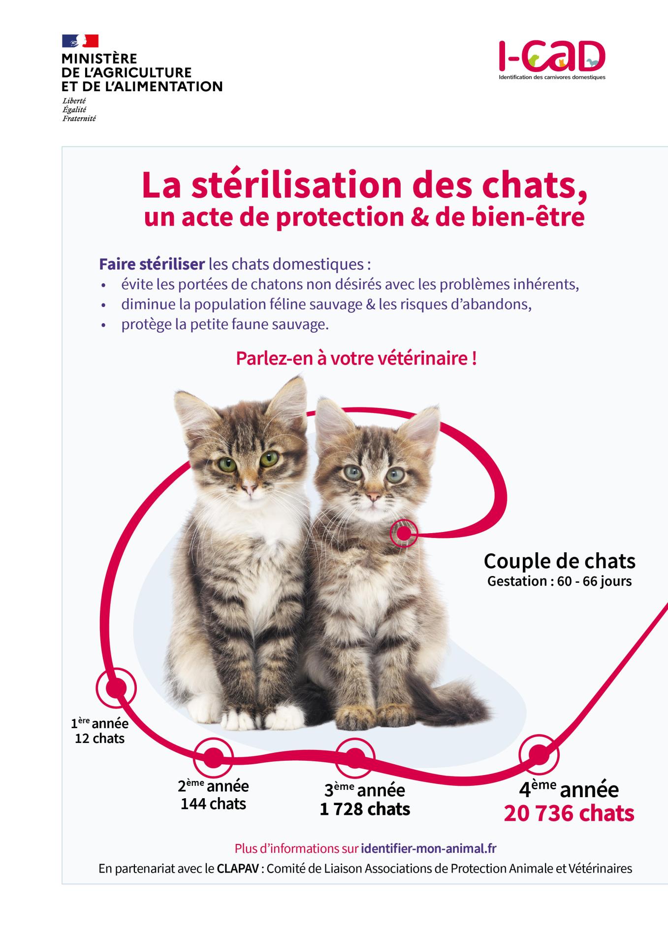 stérilisation chats