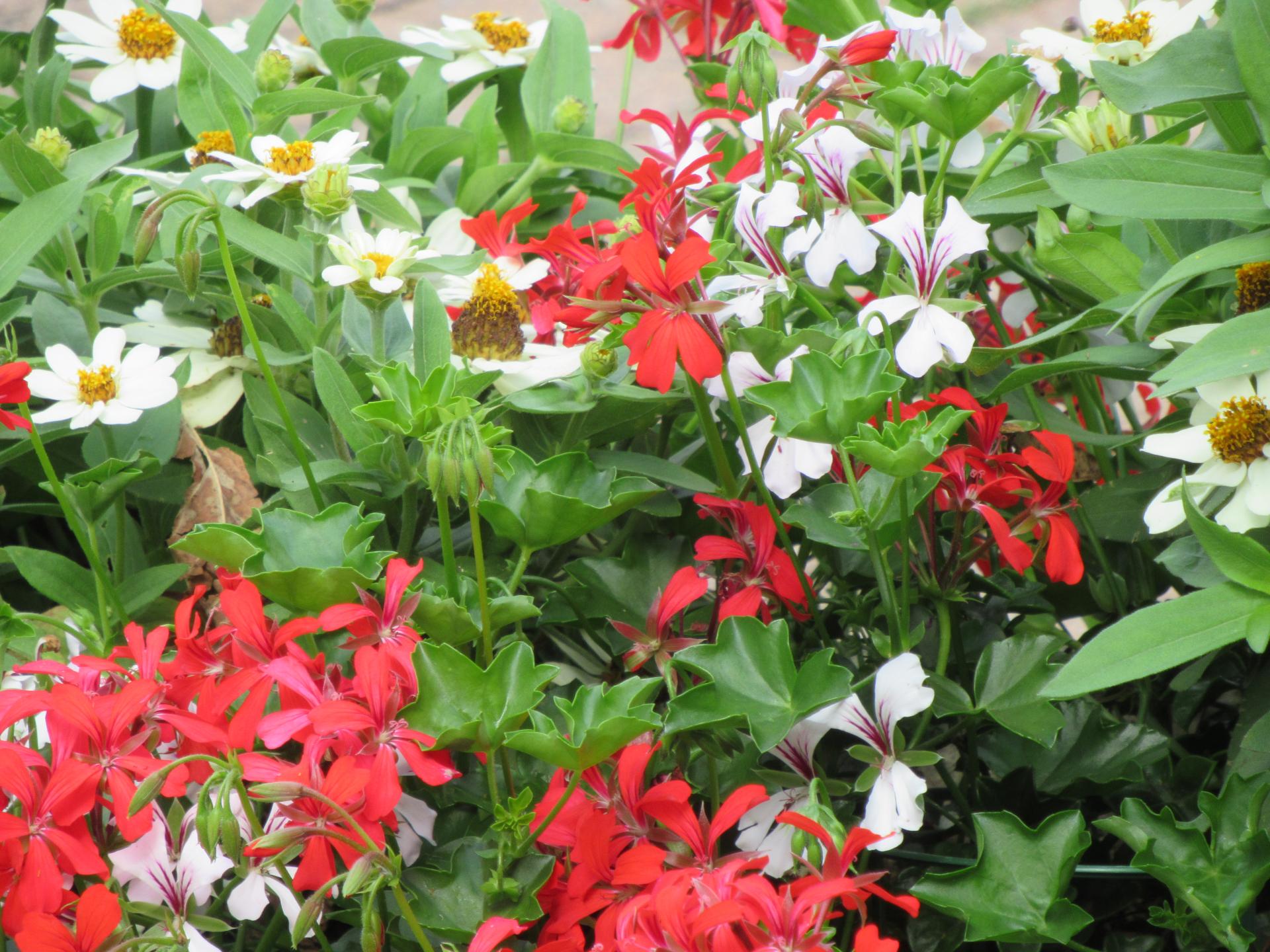 jardin botanique