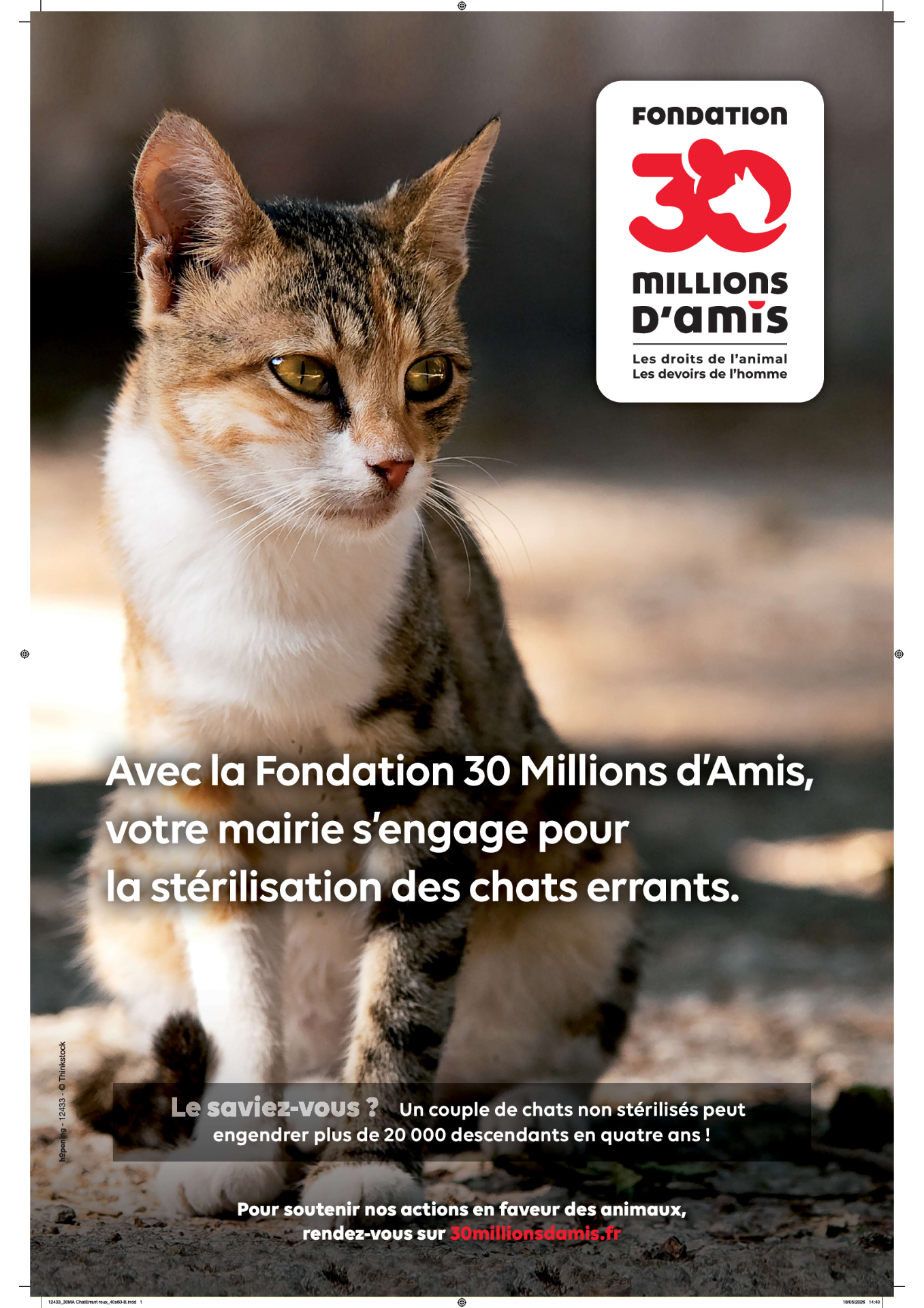 Stérilisation des chats errants